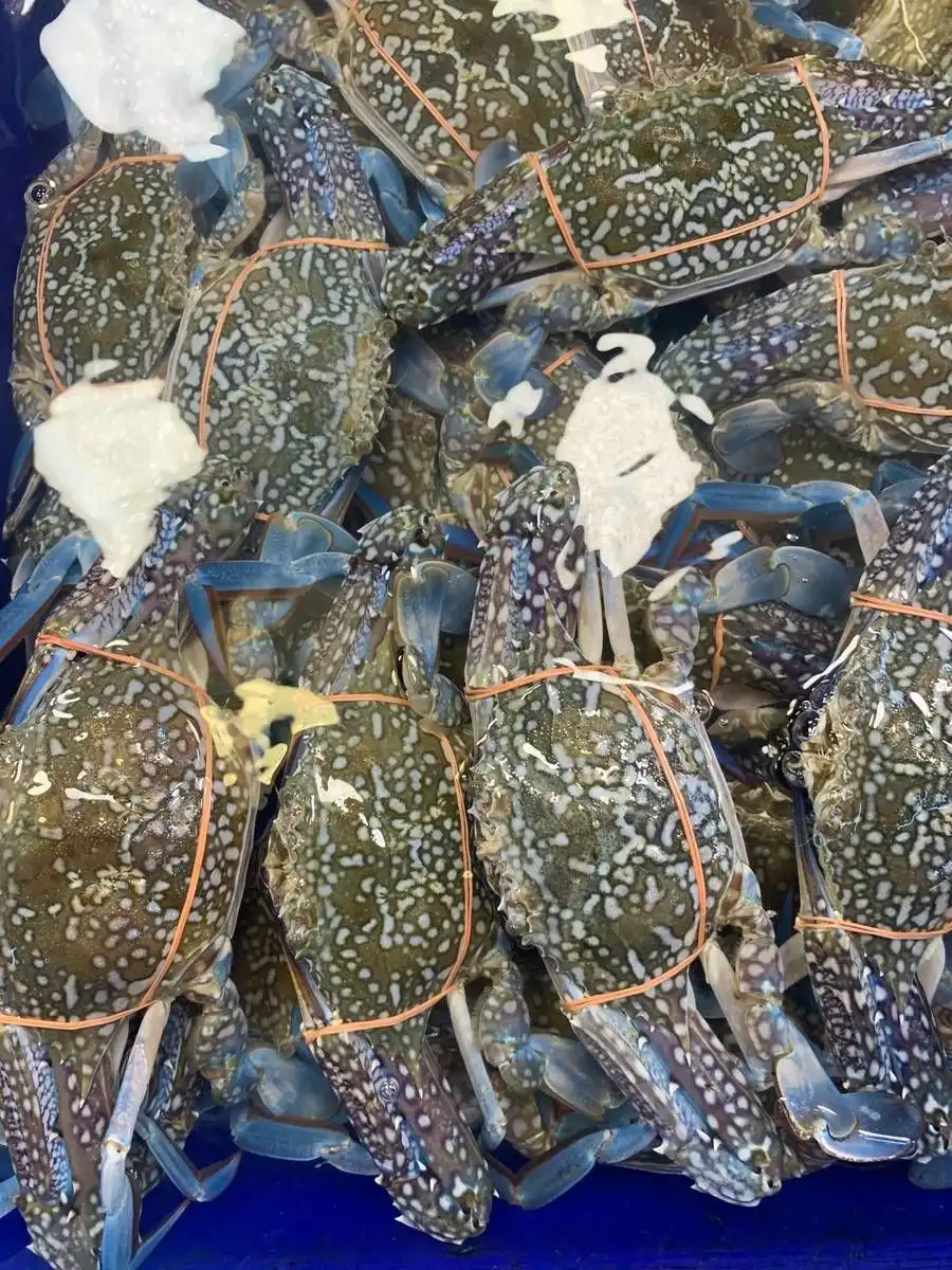 ปูม้าสด 2 ปูม้าสดมีชีวิตในกระบะน้ำทะเล ตลาดลานโพธิ์ นาเกลือ พัทยา