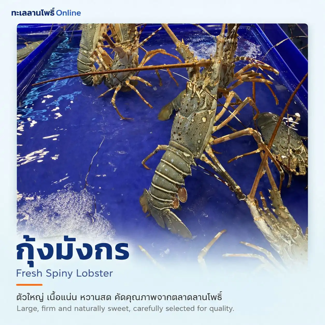 กุ้งมังกร 1 กุ้งมังกรสดตัวใหญ่สมบูรณ์ในบ่อพักน้ำ ตลาดลานโพธิ์ นาเกลือ พัทยา