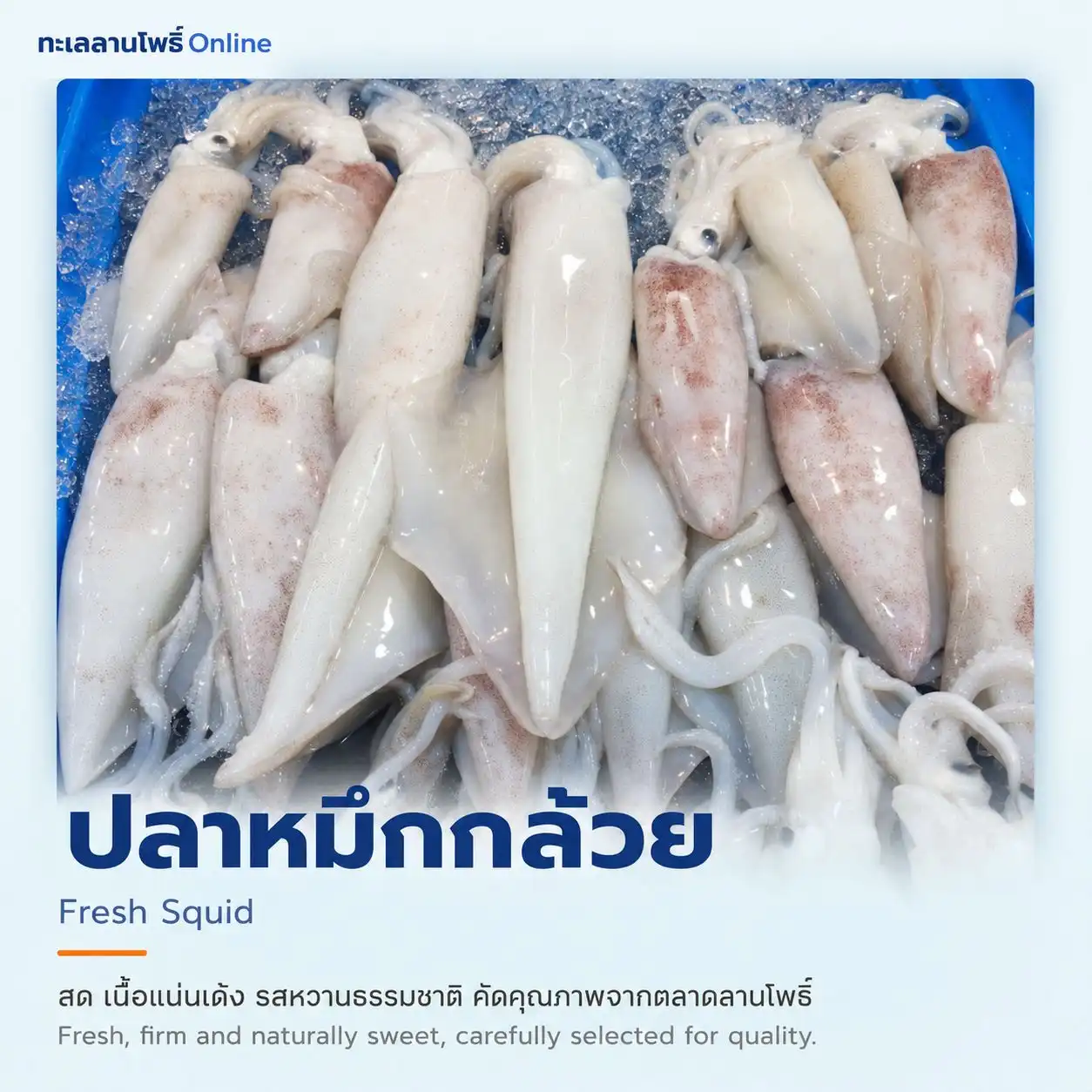 หมึกกล้วยสด 1 fresh squid
